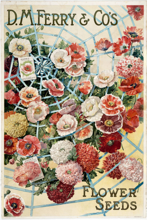 flower-catalog-431