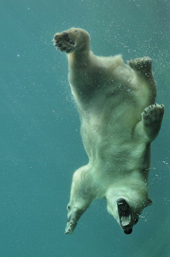 polar-bear-underwater