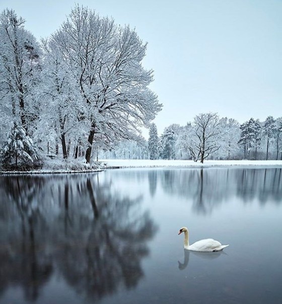 snow-swan