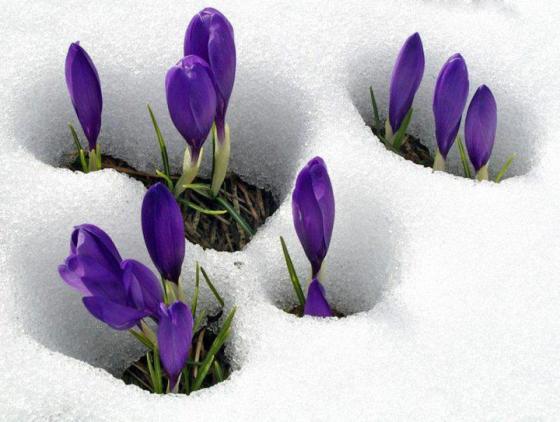 croci in the snow