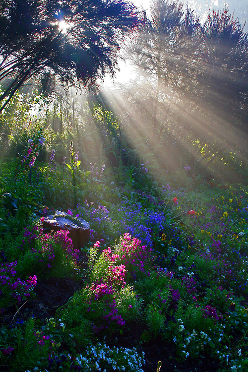 flower-rays