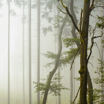 forest fog
