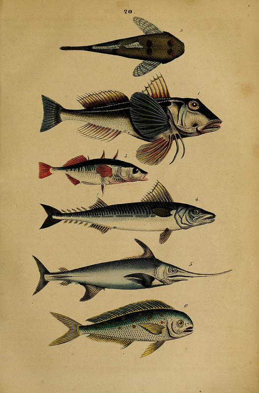 Fish | MATTHEW'S ISLAND