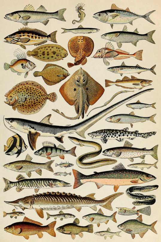 Fish | MATTHEW'S ISLAND