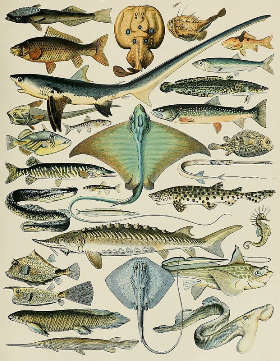 Fish | MATTHEW'S ISLAND