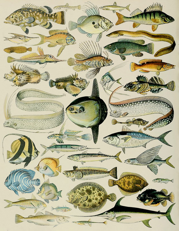 FISH 542 | MATTHEW'S ISLAND
