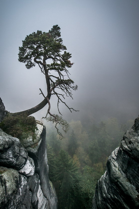 Tree | MATTHEW'S ISLAND