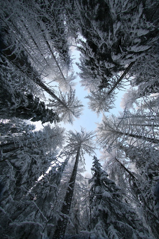 FOREST SNOWY 8