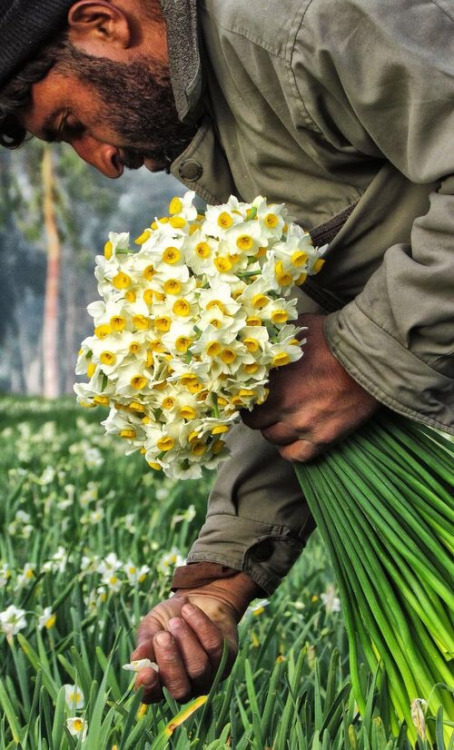 Narcissus (Plant) Photo by Saeed Kouhkan