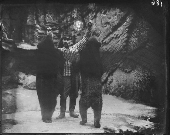 BEAR FEEDING
