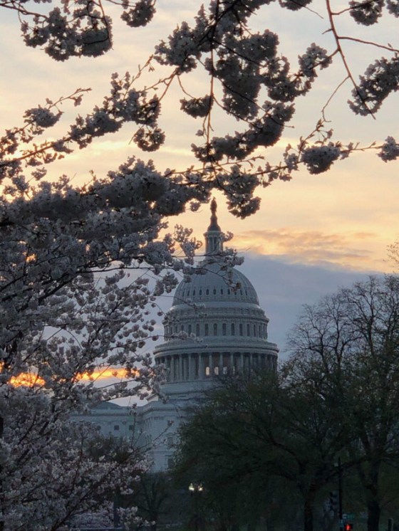 spring in DC