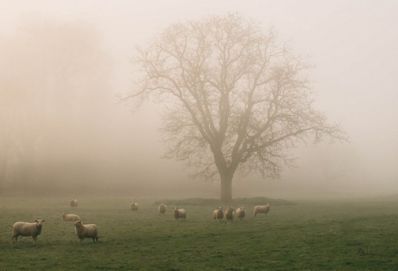 england mist sheep