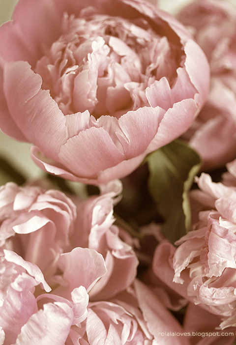 PEONY 475