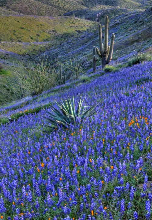 Sonora yucca lupine by paulgillphoto