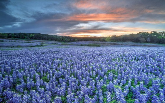 TEXAS BLUEBELLS 234