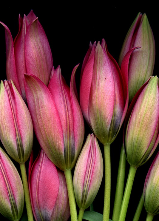 tulips 878