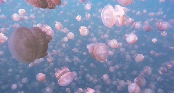 JELLYFISH 1280