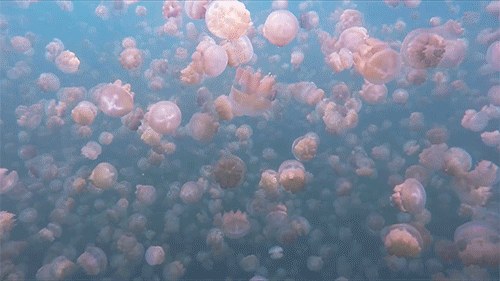 JELLYFISH 1282