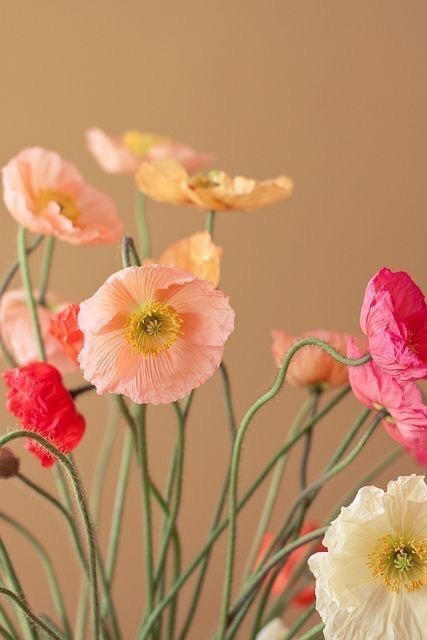 poppies 144