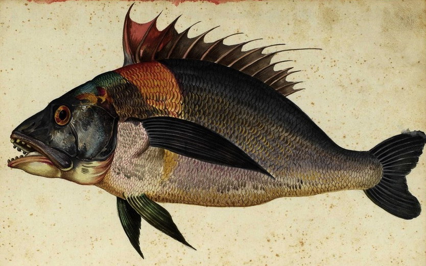 Fish | MATTHEW'S ISLAND