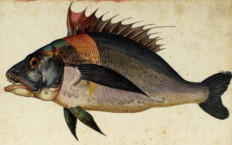 Fish | MATTHEW'S ISLAND