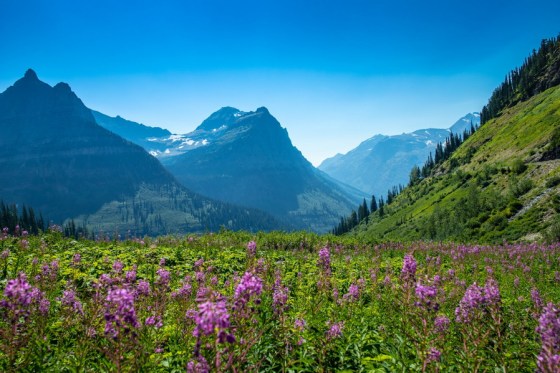 mountain wild flowers