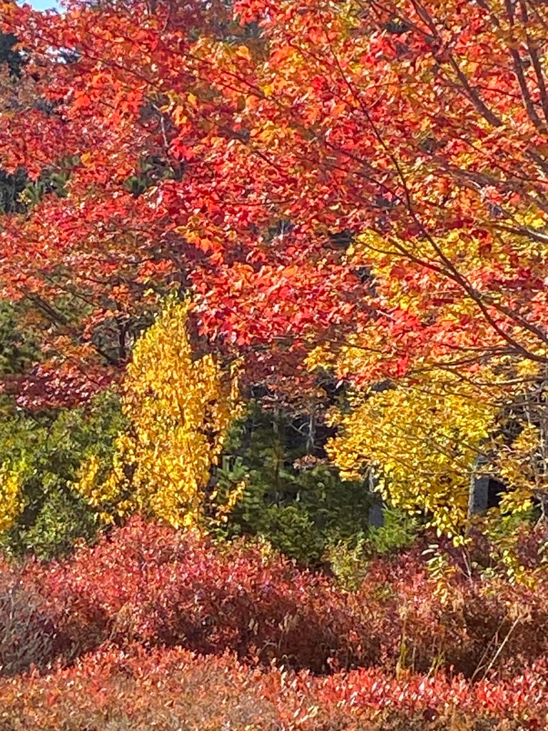 Autumn colours in my back&nbsp;yard