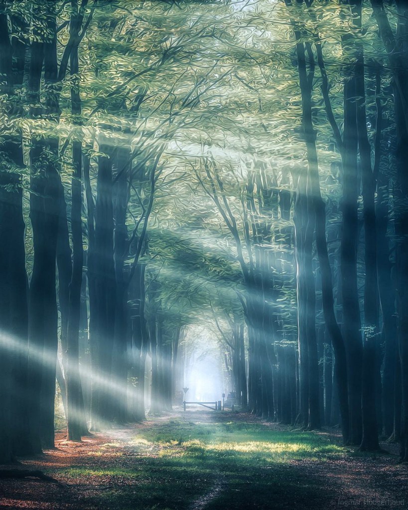 Sunbeams in the&nbsp;forest