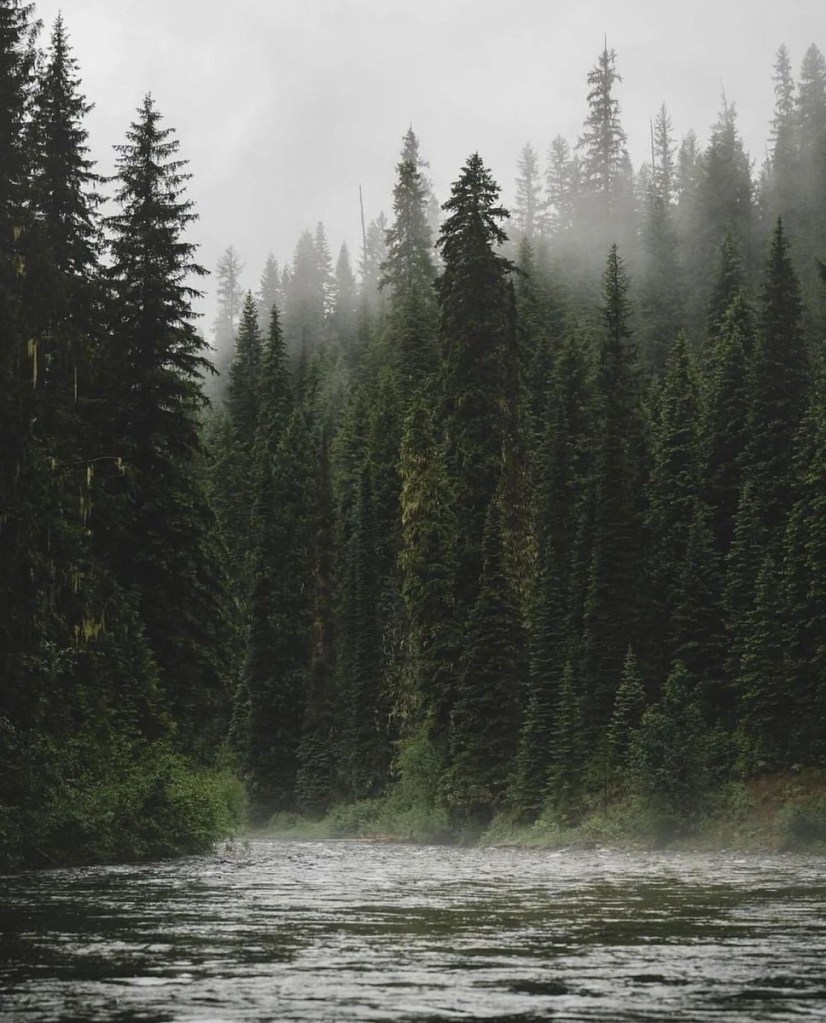 River through the&nbsp;forest